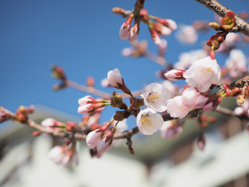 ホテル玄関の桜<br>例年では5月10日頃に咲きます。