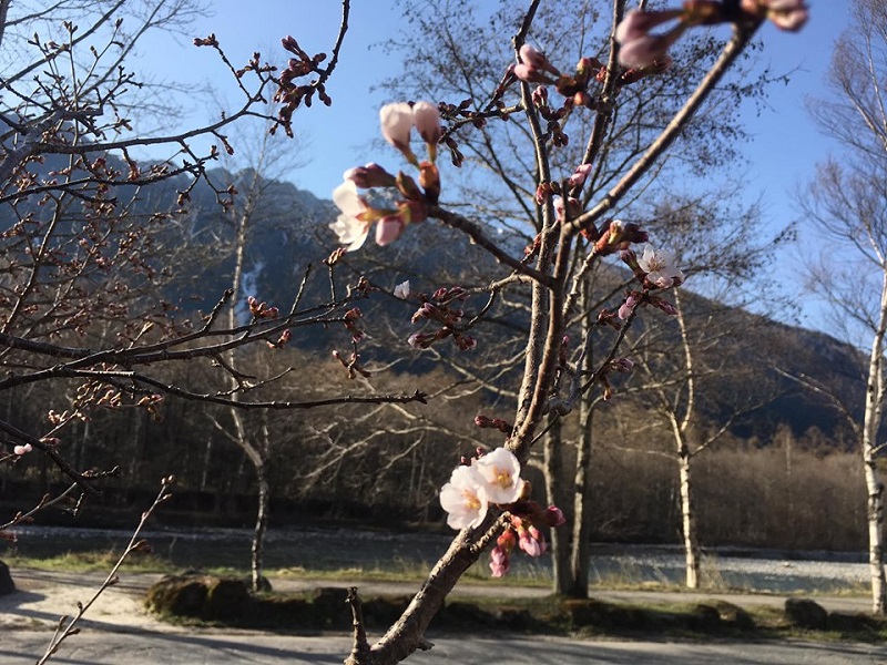 ホテル前の桜が咲き始めました