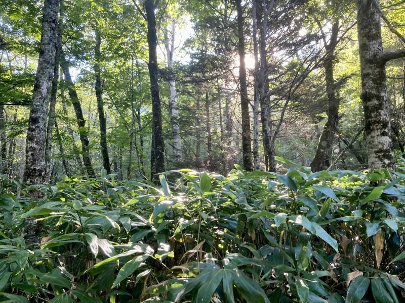 田代橋から田代湿原までは、林間コースと梓川コースがあり、林間コースは朝陽が差し込む樹林帯の中を歩きます。