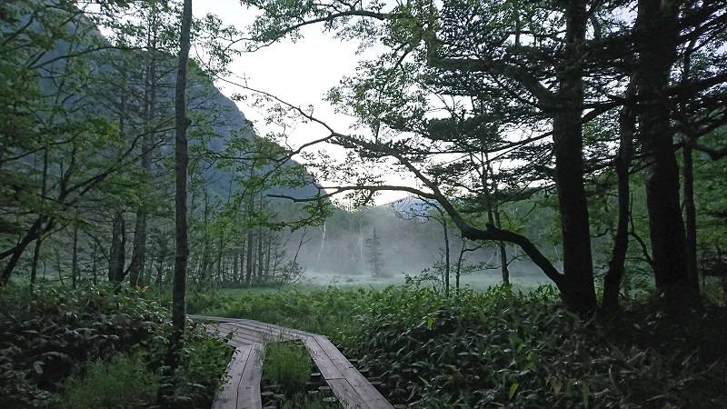 朝もやの岳沢湿原。7月6日の朝5時頃です。