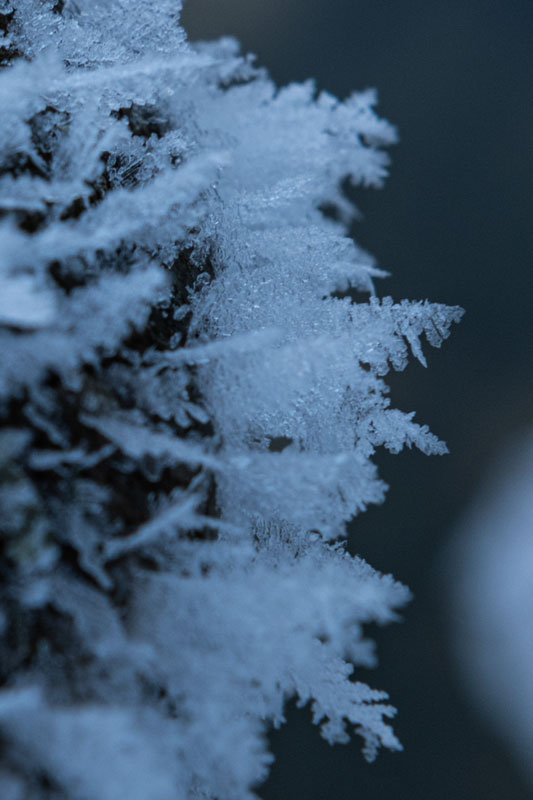 美しい霜の結晶。小さな森のようです。