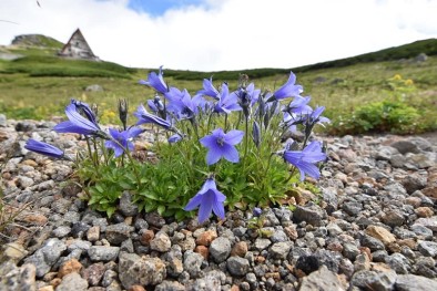 お花畑は終盤でしたがイワギキョウ満開