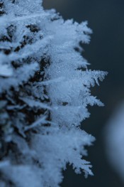 美しい霜の結晶。小さな森のようです。