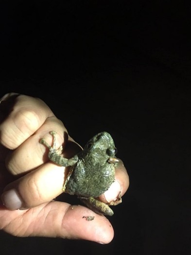 本日の上高地といえば雨の中カジカガエルを発見して日下部総支配人が見せてくれました！