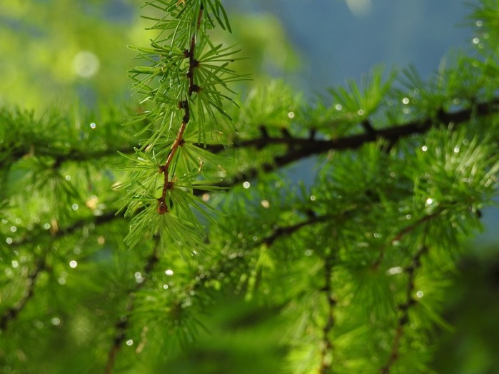 雨上がりのキラキラ。まるで宝石。