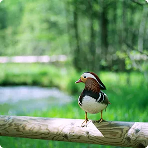 写真：野鳥
